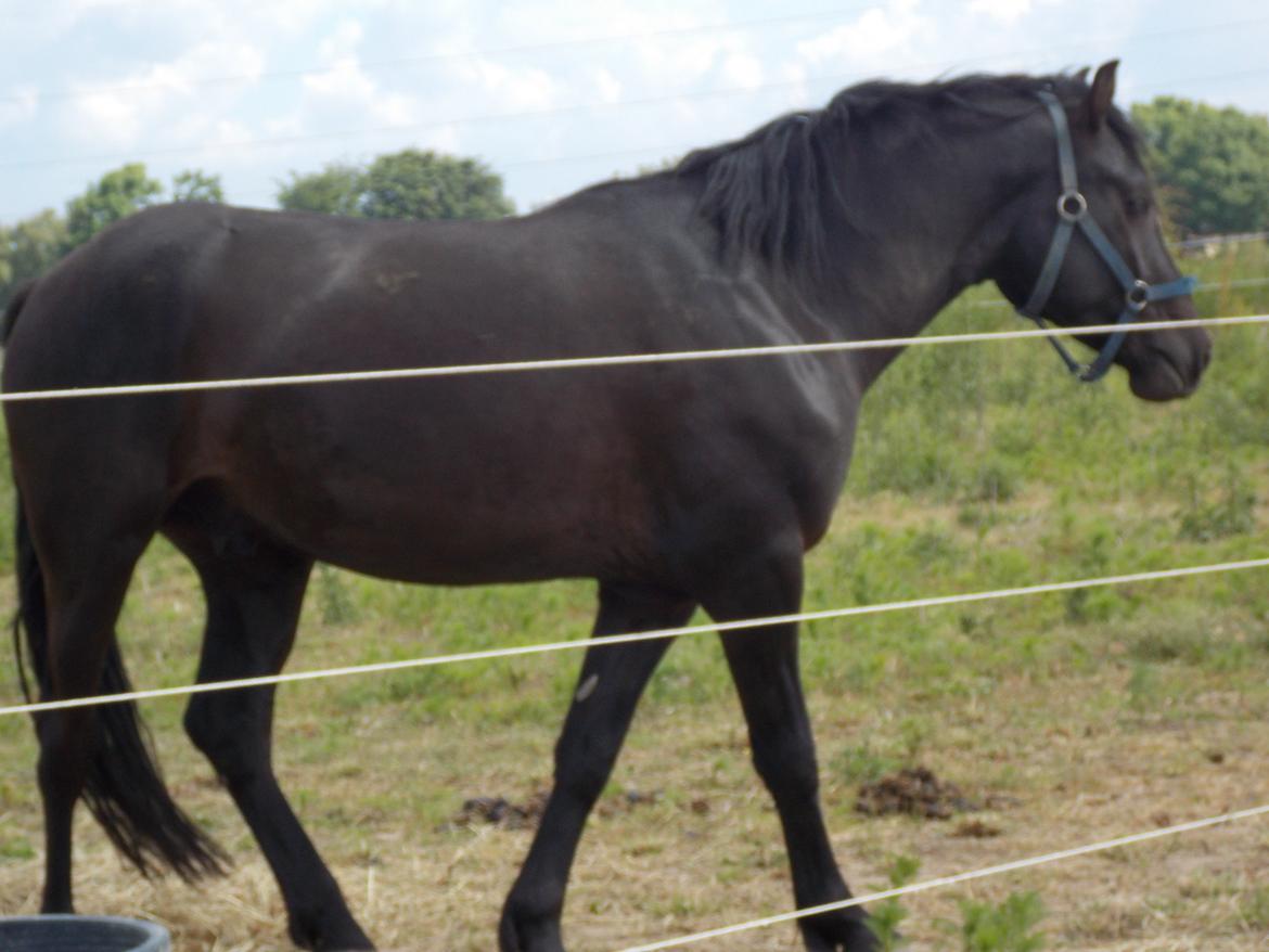 Anden særlig race Walentin billede 17