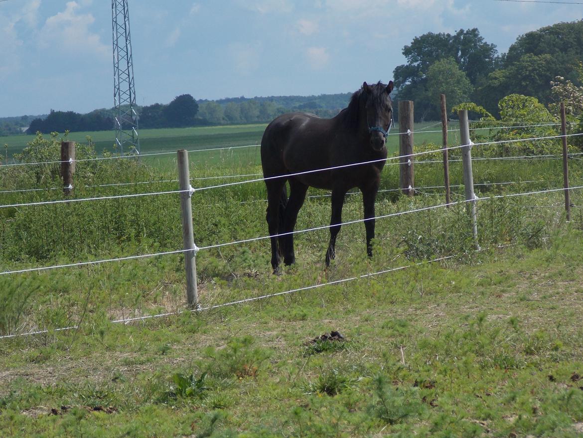Anden særlig race Walentin billede 18