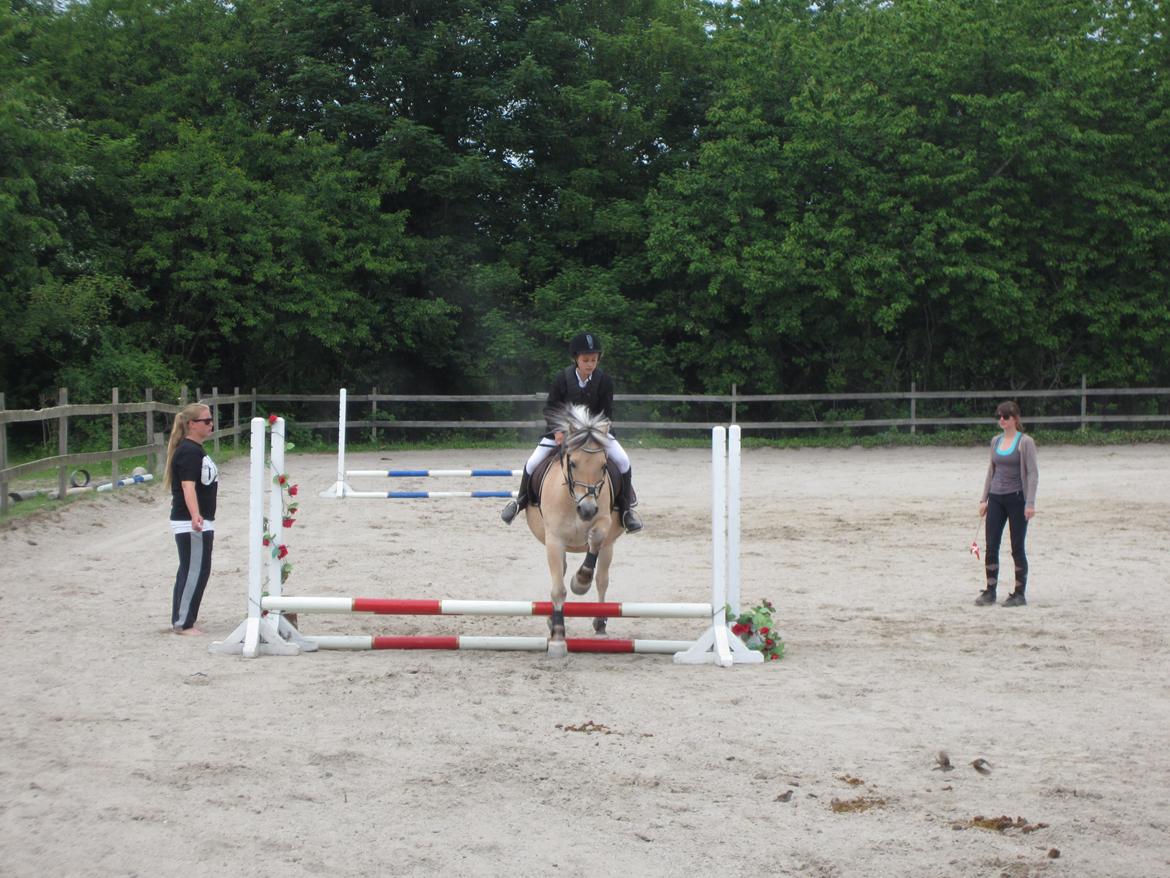 Fjordhest Tjalfe - springstævne på HR billede 9