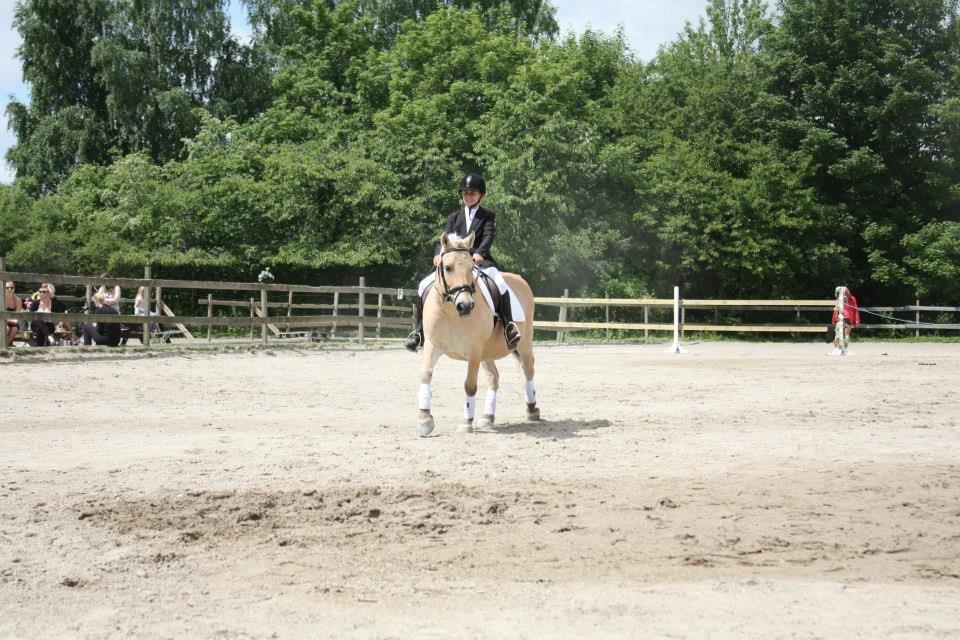Fjordhest Tjalfe - dressurstævne på HR billede 7