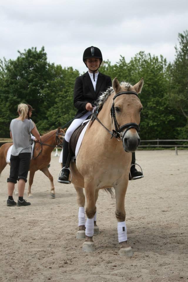 Fjordhest Tjalfe - Dressur stævne på HR billede 12