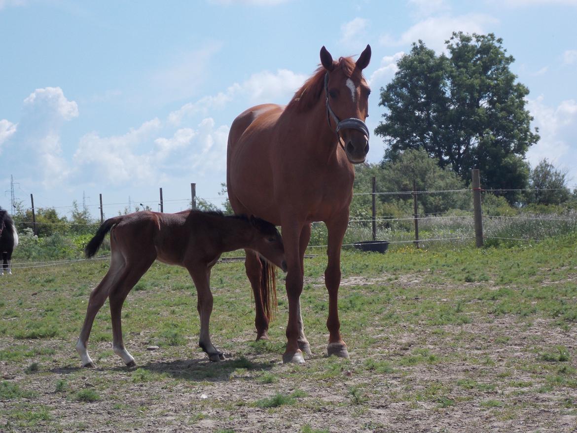 Traver Kind of magic billede 5