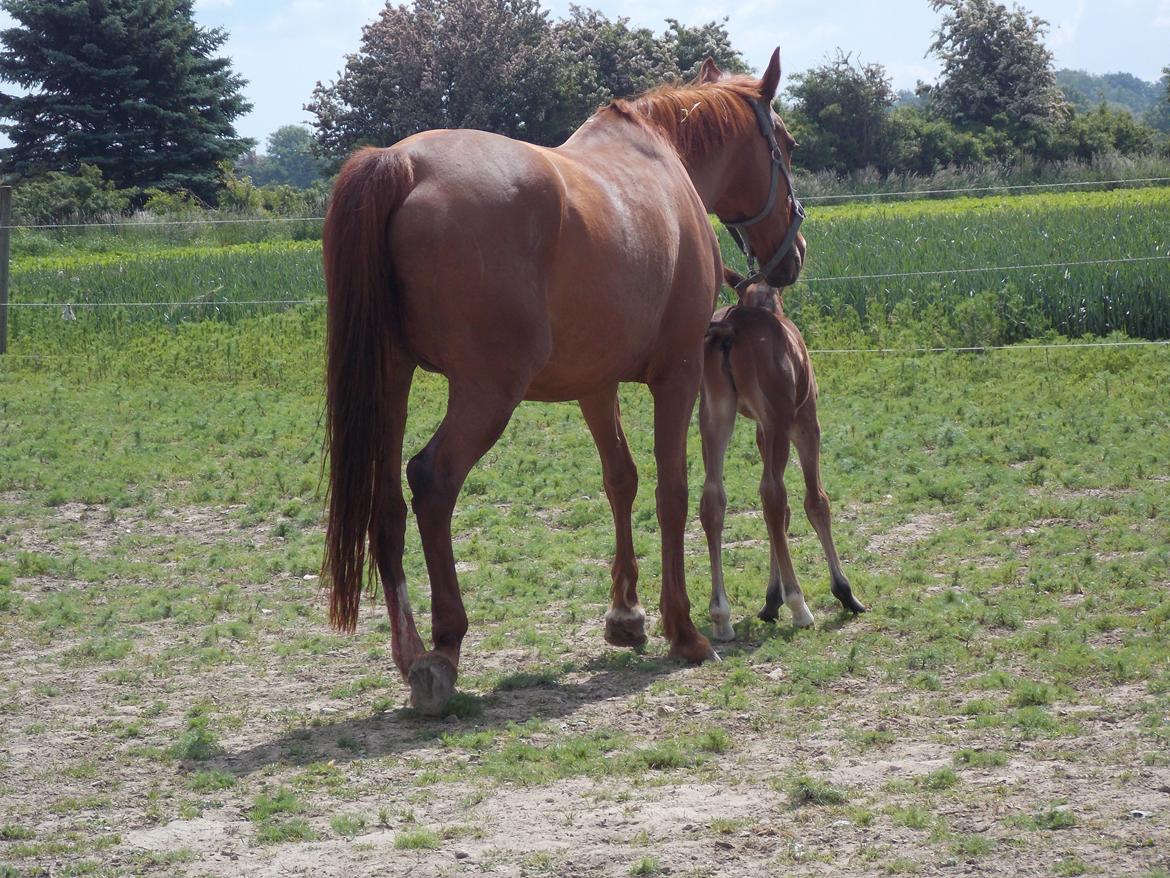 Traver Kind of magic billede 2