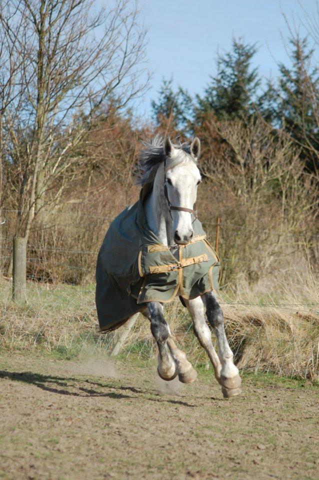 Hollandsk Varmblod Vomieka billede 1