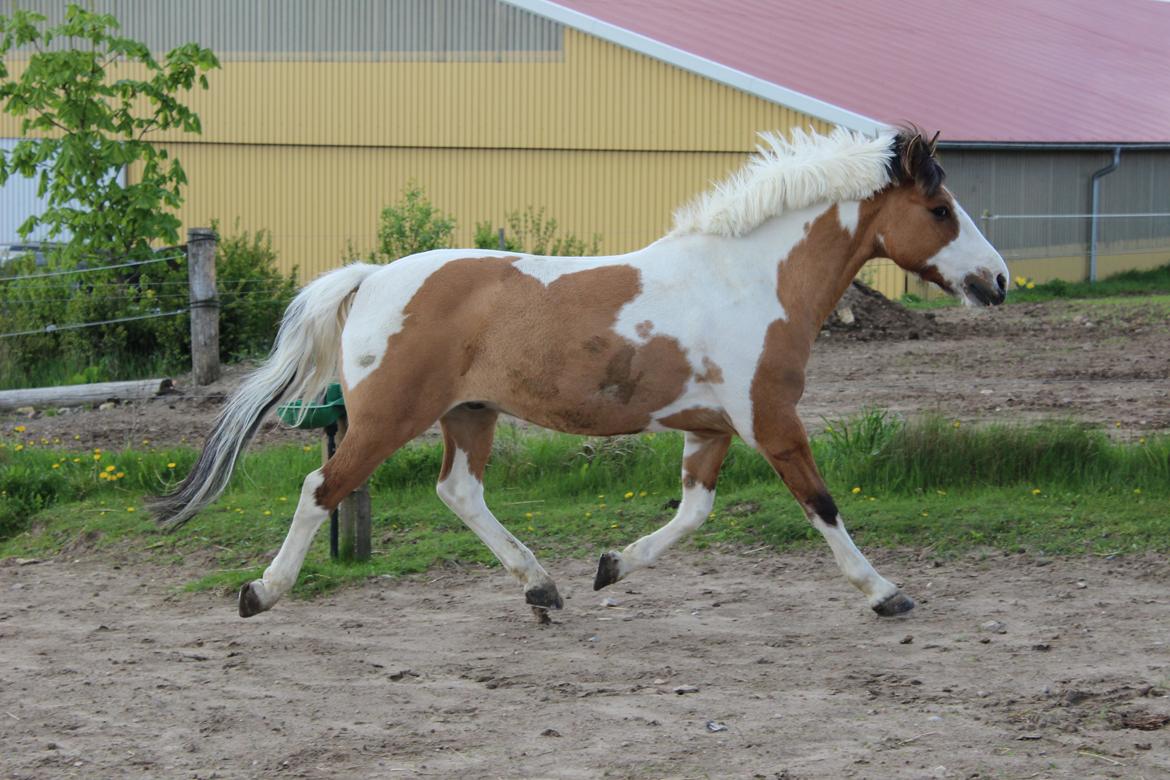 Pinto Stald poppels Hollywood Holy-man R.I.P MIN ENGEL billede 13