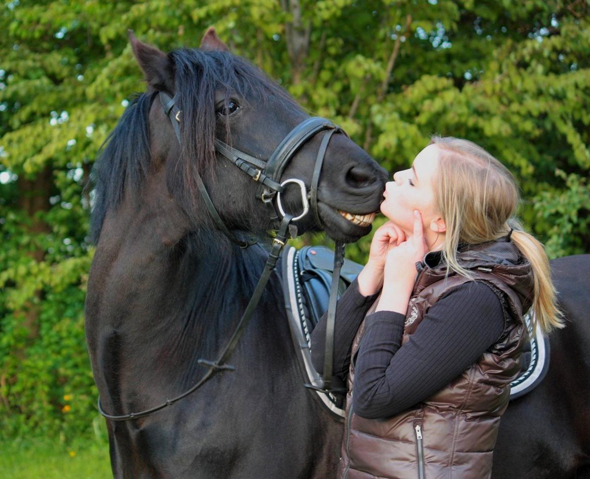 Welsh Cob (sec D) Carport's Chrysler billede 11