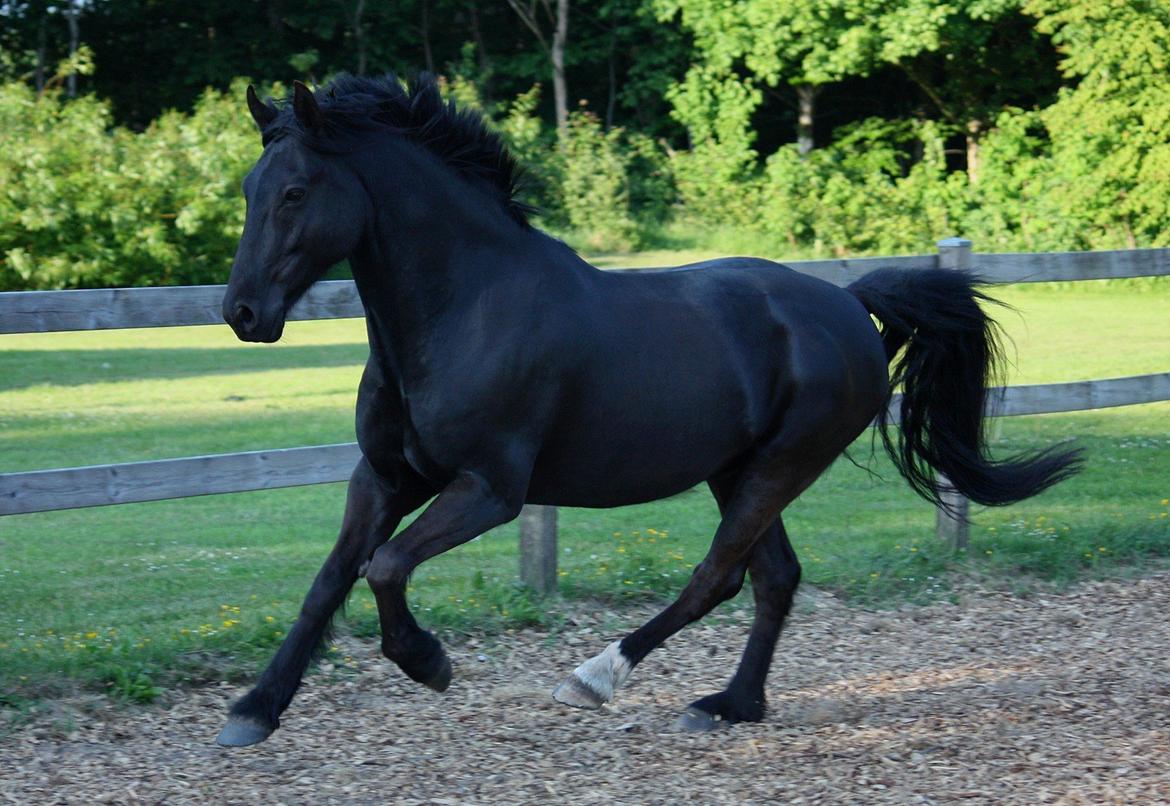 Welsh Cob (sec D) Carport's Chrysler billede 7
