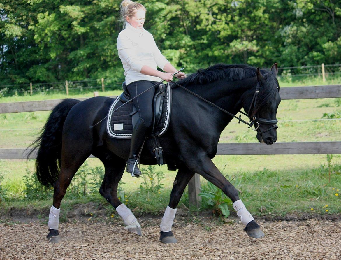 Welsh Cob (sec D) Carport's Chrysler billede 1