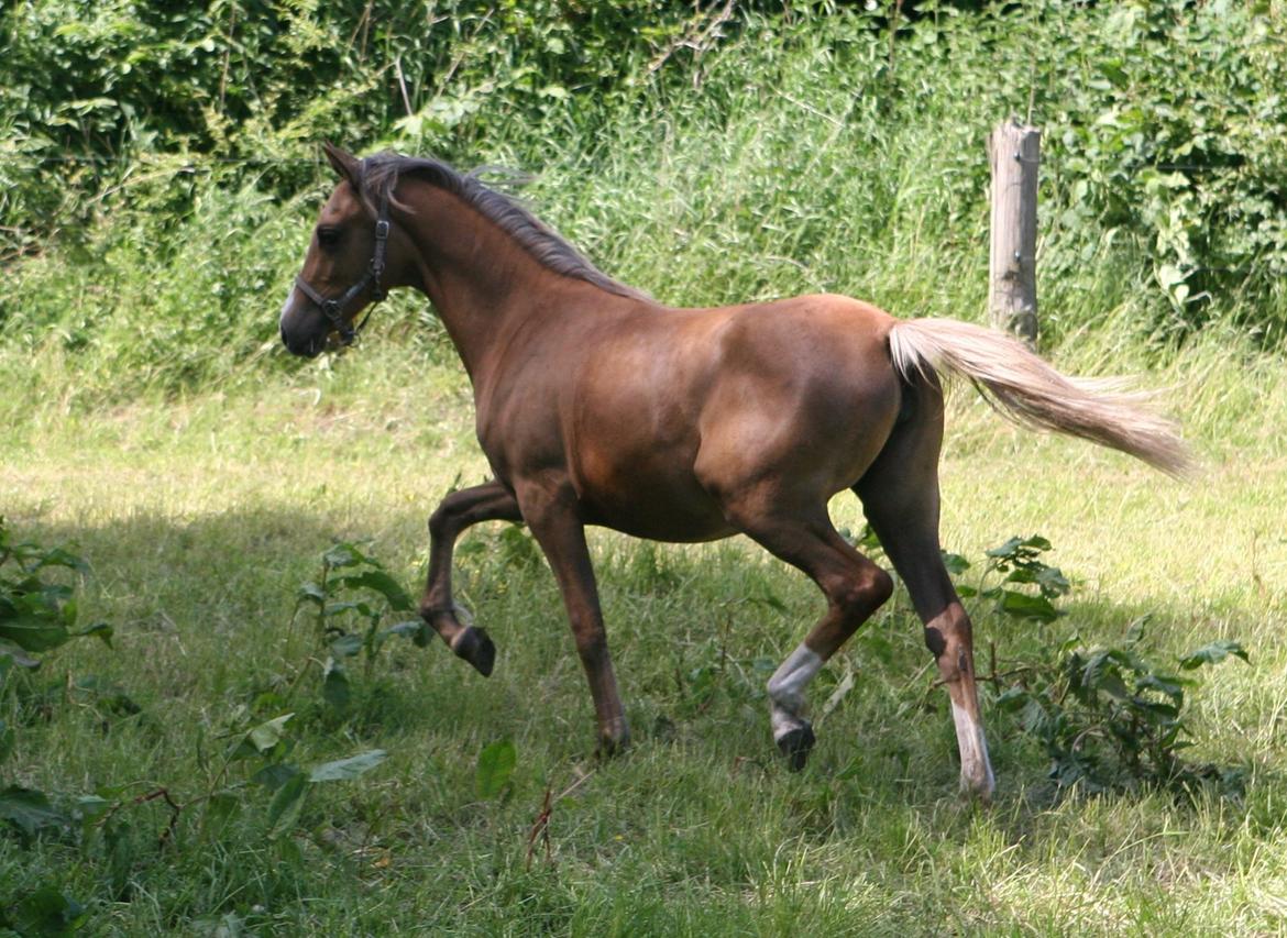 DSP Lykkebo Akita - 08.06.2013 billede 16