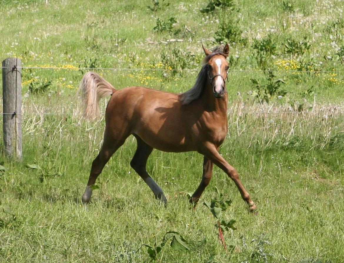 DSP Lykkebo Akita - 08.06.2013 billede 17