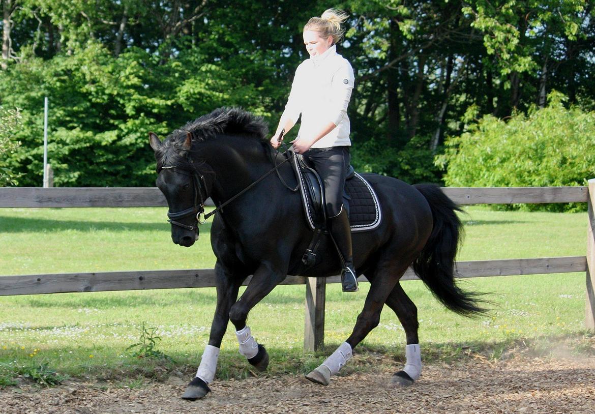 Welsh Cob (sec D) Carport's Chrysler billede 12