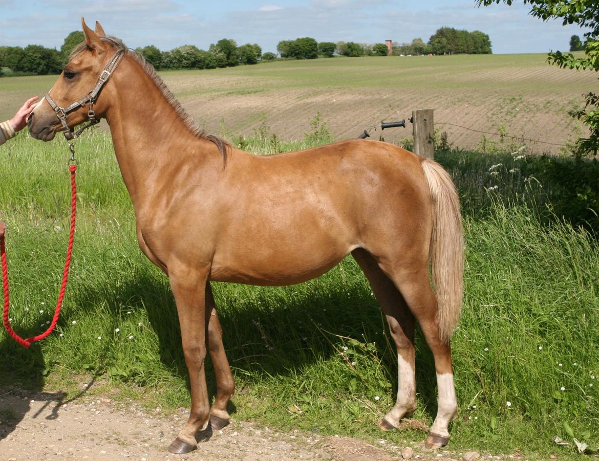 DSP Lykkebo Akita - 08.06.2013 billede 18