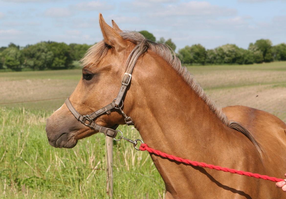 DSP Lykkebo Akita - 08.06.2013 billede 19