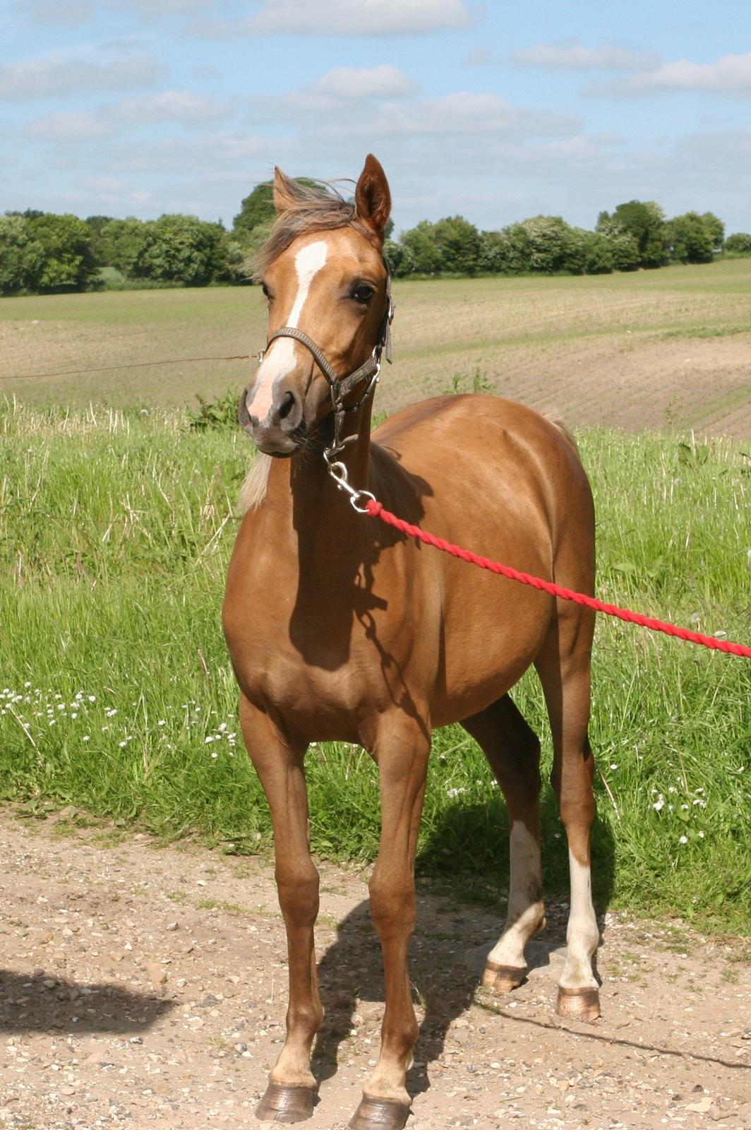 DSP Lykkebo Akita - 08.06.2013 billede 20