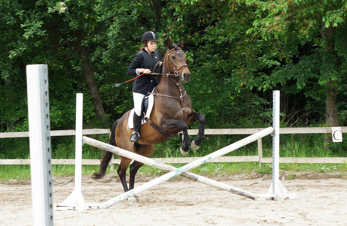 Anden særlig race Miss Fine Bine - Hyggestævne 02/6 13 billede 15