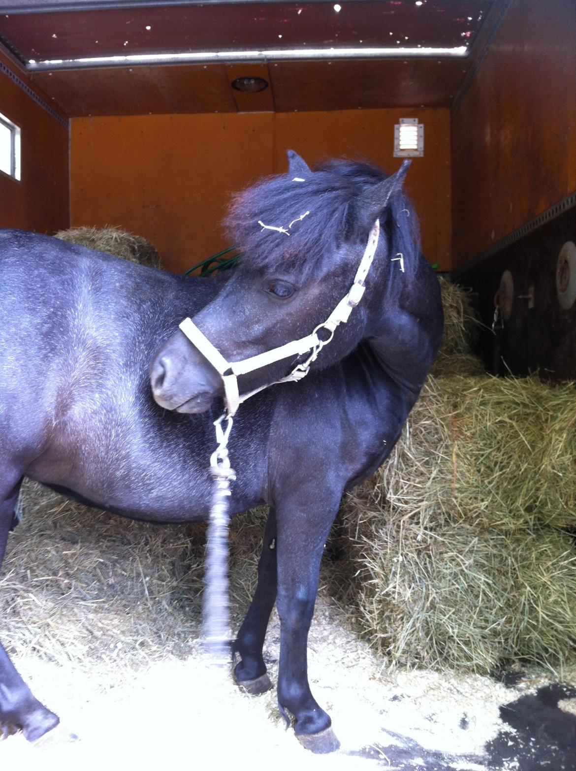 Anden særlig race Høgfeldt's Rapunsel<3 billede 17