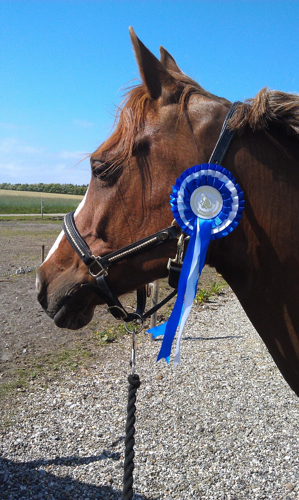 Irsk Sportspony Skywalker Merina - da vi kom hjem:-) billede 8