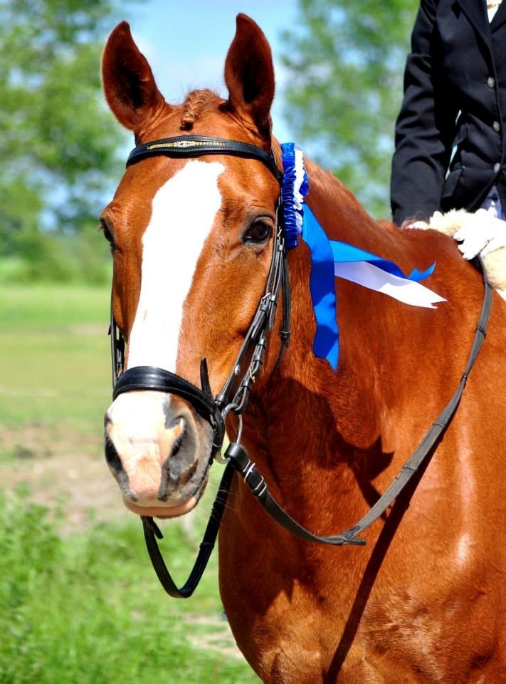 Dansk Varmblod Elbækgaards Roska <3 - Endnu en 2.plads til samlingen :D Kan ikke være andet end tilfreds med dyret! <3 Foto: Nadja Larsen billede 16