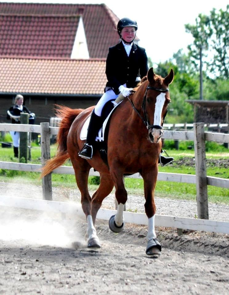 Dansk Varmblod Elbækgaards Roska <3 - Foto: Nadja Larsen billede 17