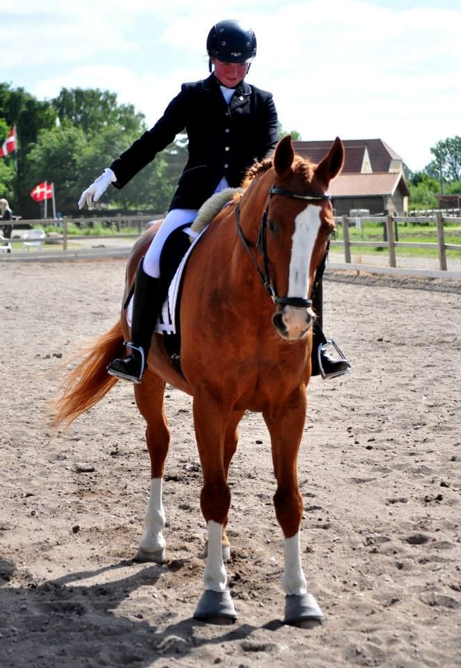 Dansk Varmblod Elbækgaards Roska <3 - Foto: Nadja Larsen billede 18