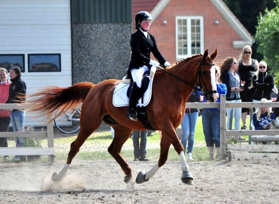 Dansk Varmblod Elbækgaards Roska <3 - Jo jo, den gamle kan skam endnu :D <3 Foto: Nadja Larsen billede 20