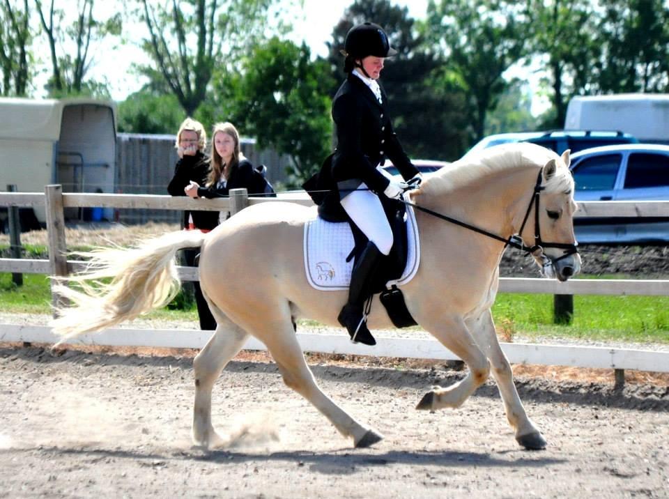 Fjordhest Vængets Fjalar #Klubmester 2013# -  Fotograf: Nadja Larsen billede 19