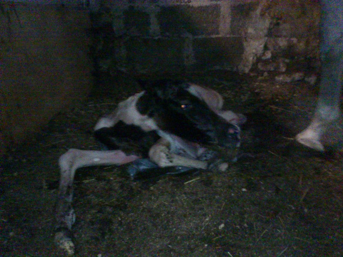 Pinto Araber JH Allonzy *Solgt* R.I.P. 18-01-2017 billede 6