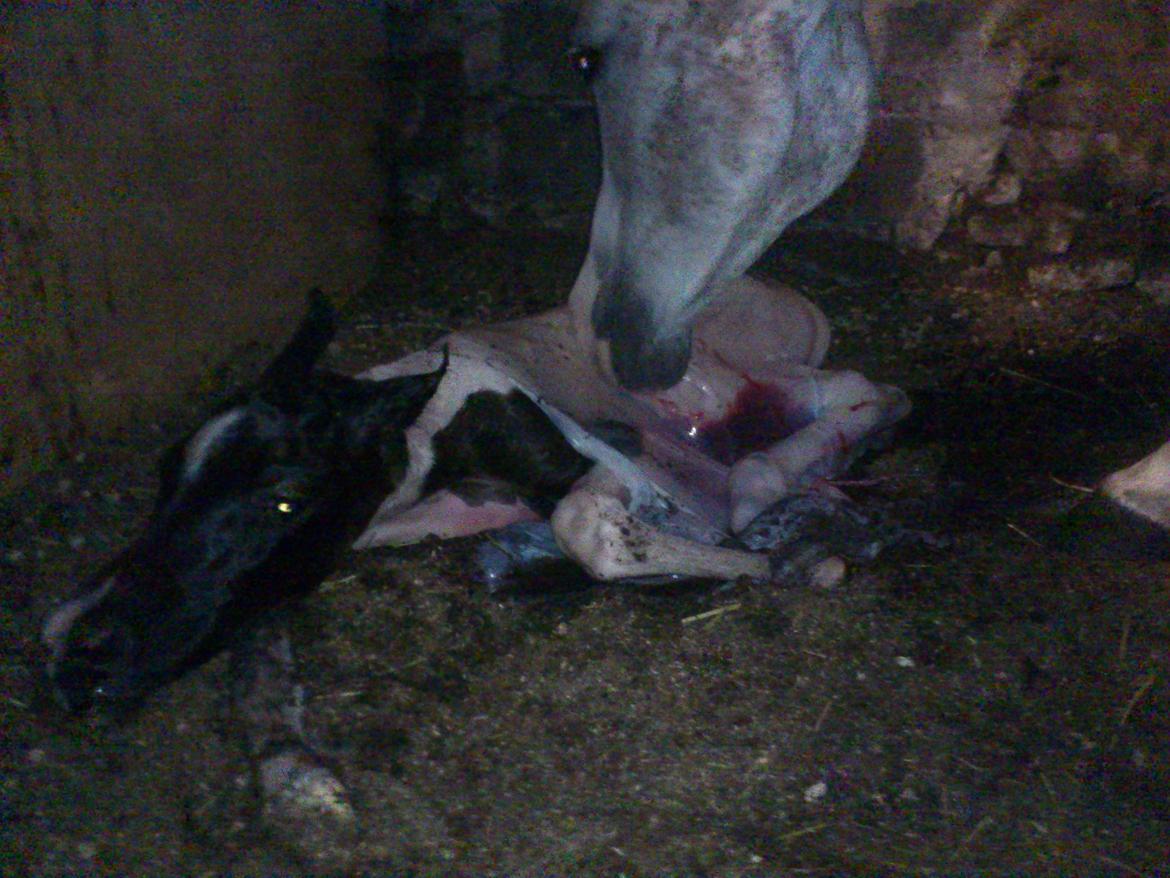 Pinto Araber JH Allonzy *Solgt* R.I.P. 18-01-2017 billede 8