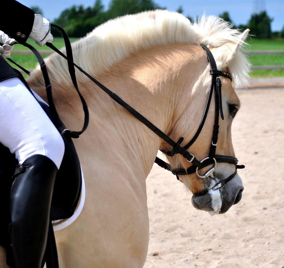 Fjordhest Vængets Fjalar #Klubmester 2013# -  Fotograf: Nadja Larsen billede 7