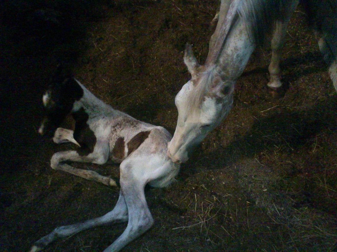 Pinto Araber JH Allonzy *Solgt* R.I.P. 18-01-2017 billede 7