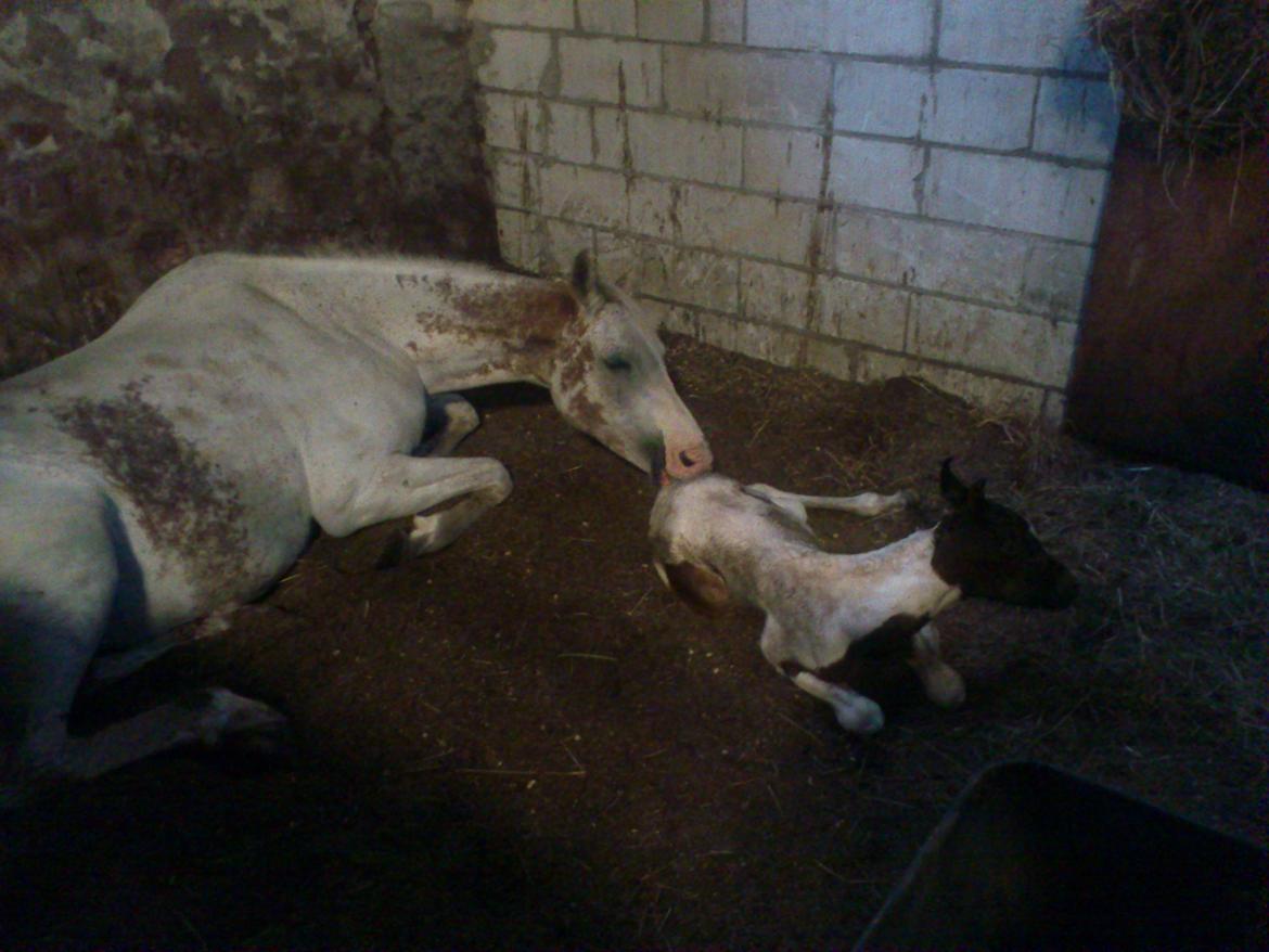 Pinto Araber JH Allonzy *Solgt* R.I.P. 18-01-2017 billede 9