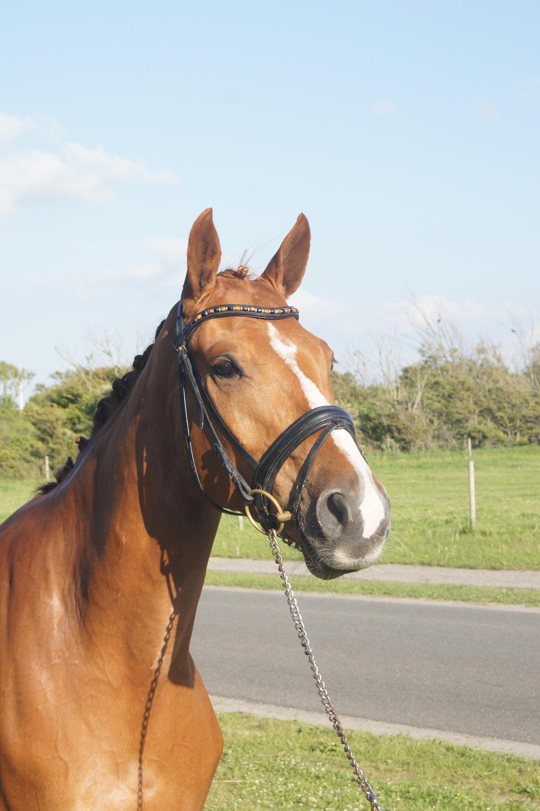 Dansk Varmblod Kærholms Sauer - Sauer til photoshoot d. 9/6-2013 billede 6