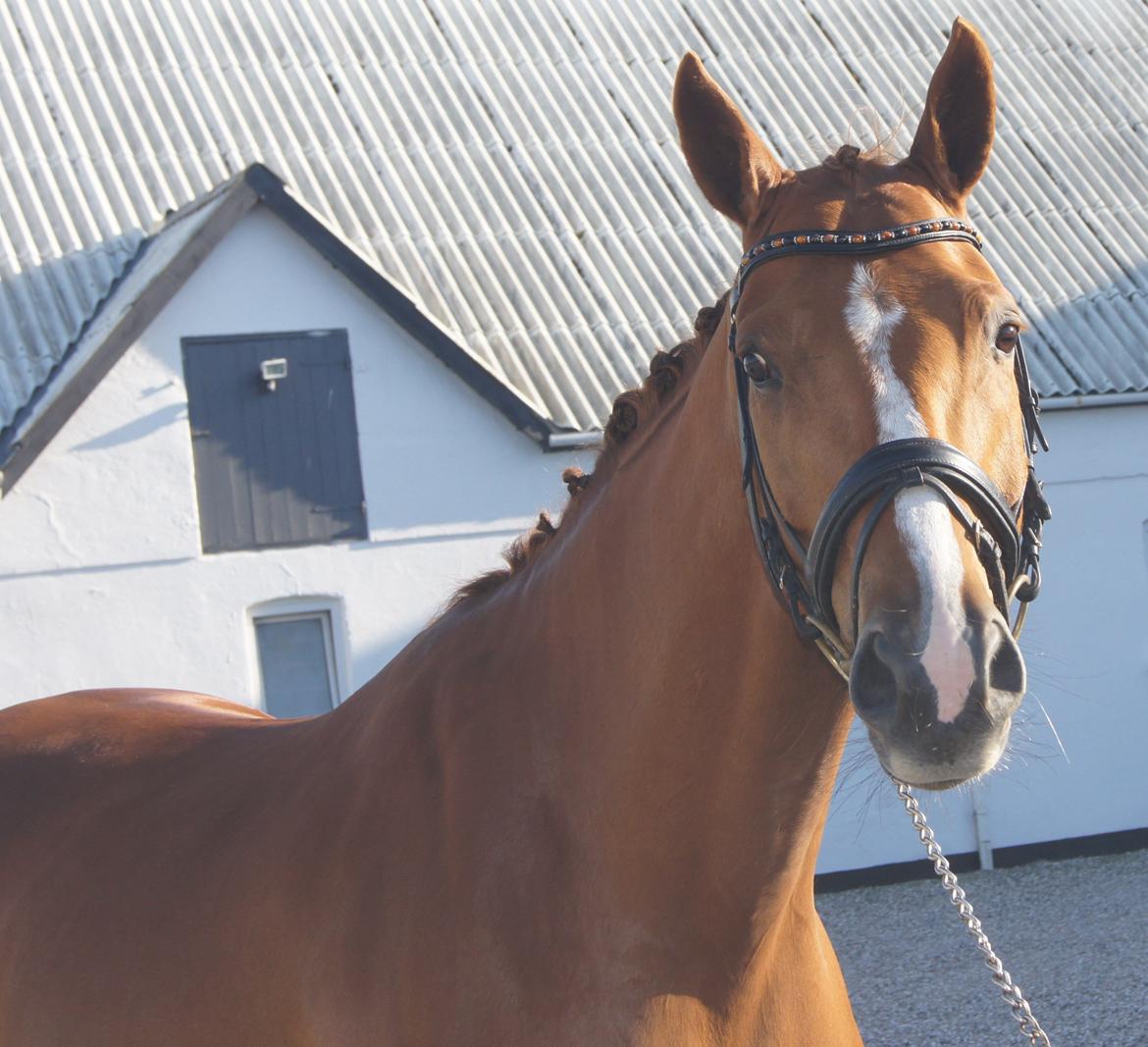 Dansk Varmblod Kærholms Sauer - Photoshoot billede 9