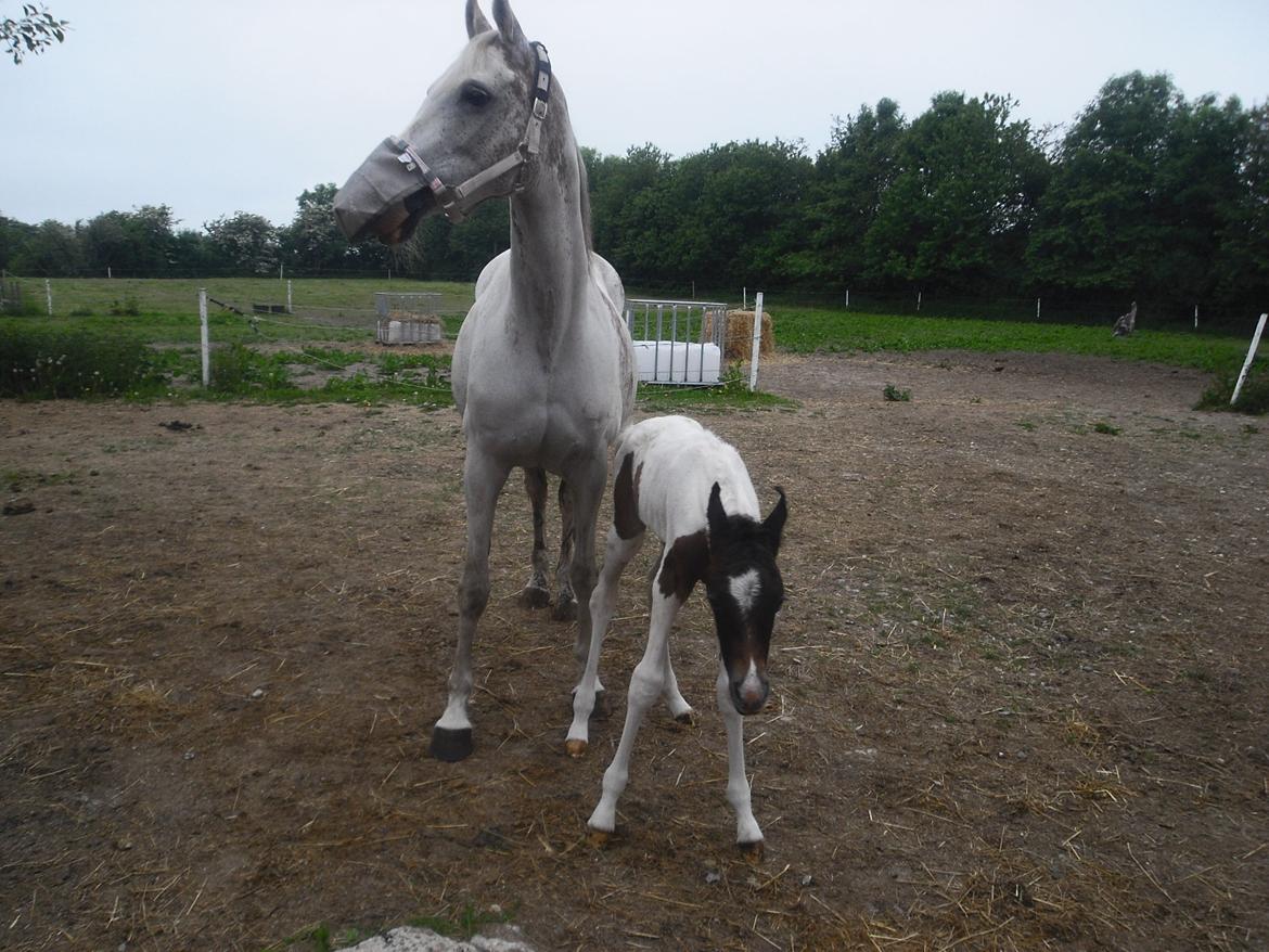 Pinto Araber JH Allonzy *Solgt* R.I.P. 18-01-2017 billede 10