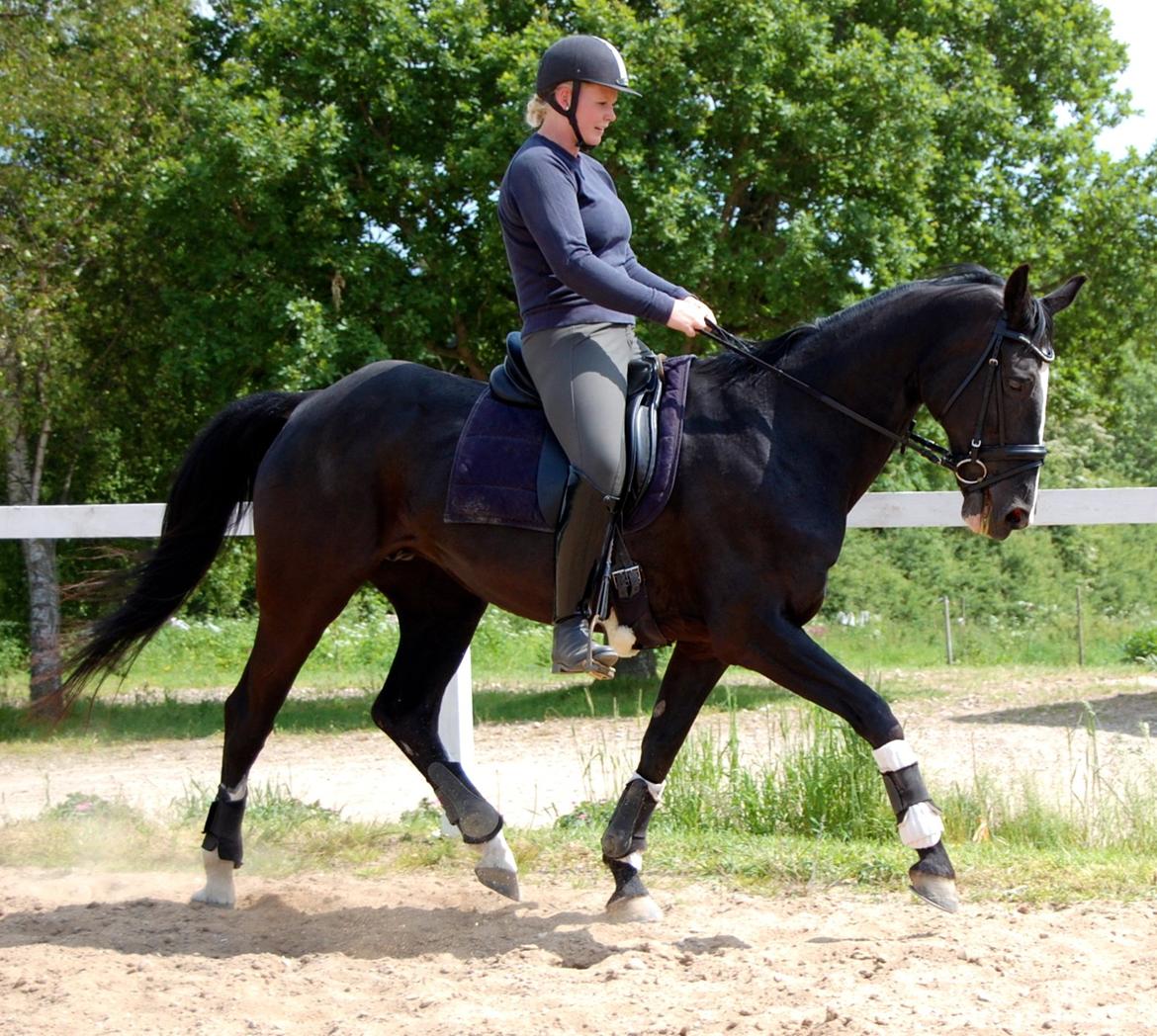 Hannoveraner Woomera billede 14