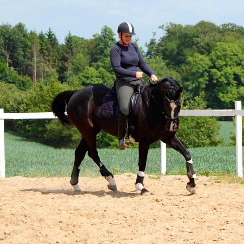 Hannoveraner Woomera billede 4