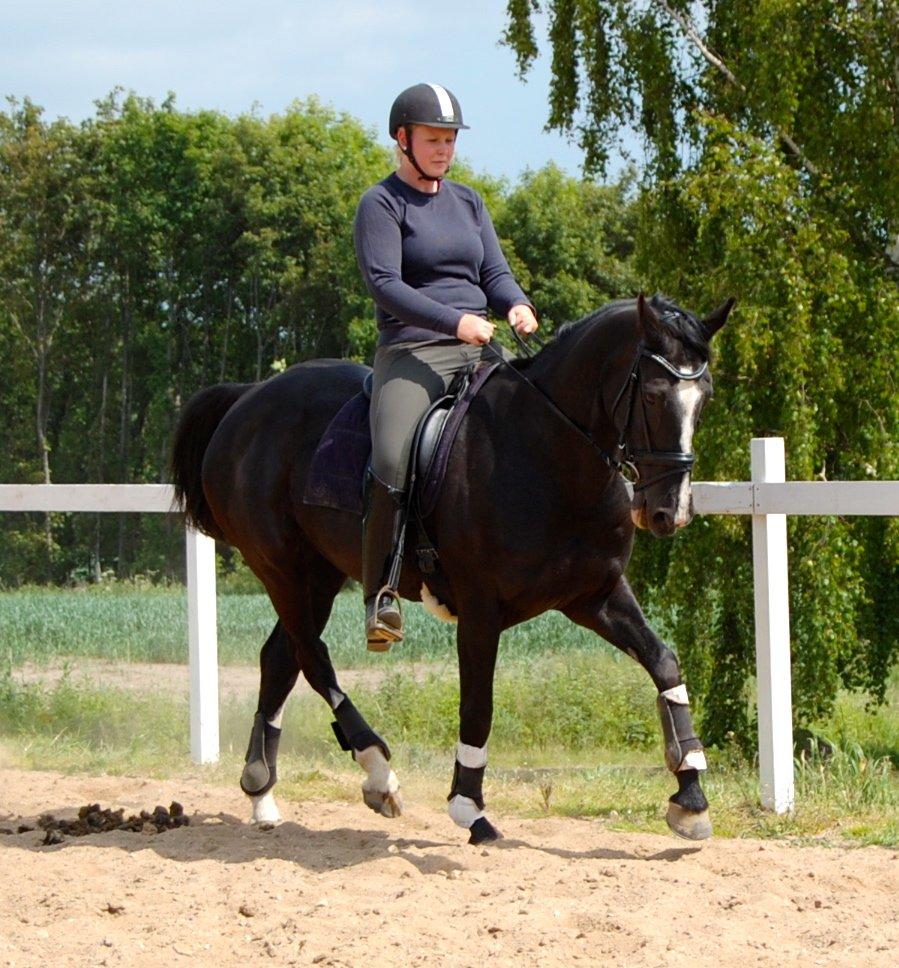 Hannoveraner Woomera billede 6