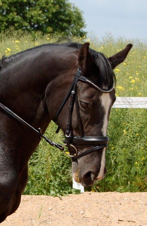 Hannoveraner Woomera billede 2