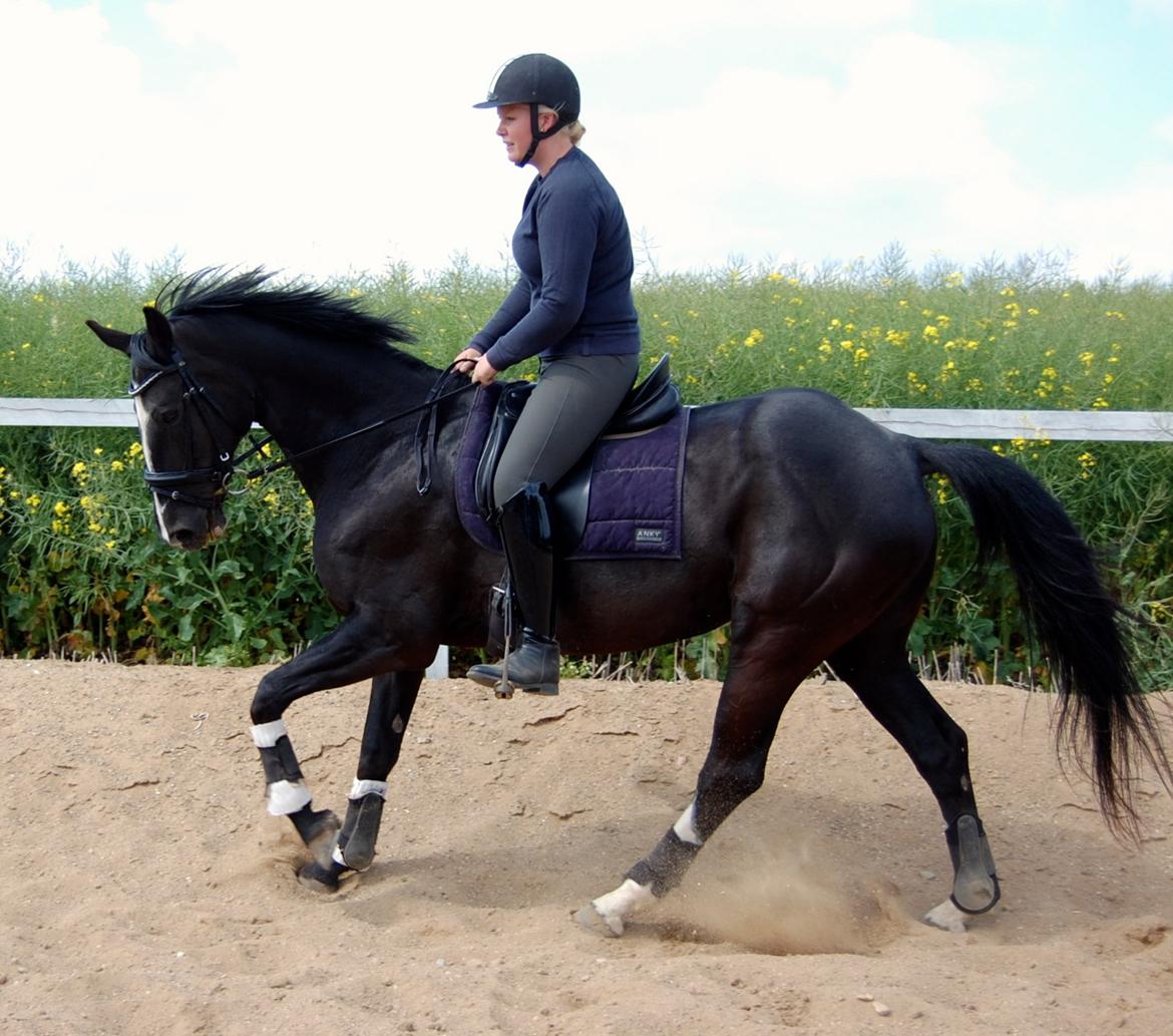 Hannoveraner Woomera billede 15