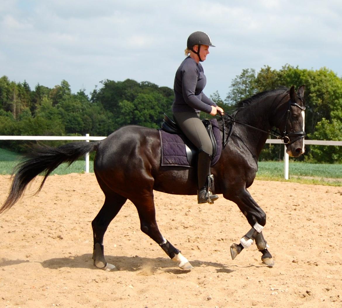 Hannoveraner Woomera billede 16