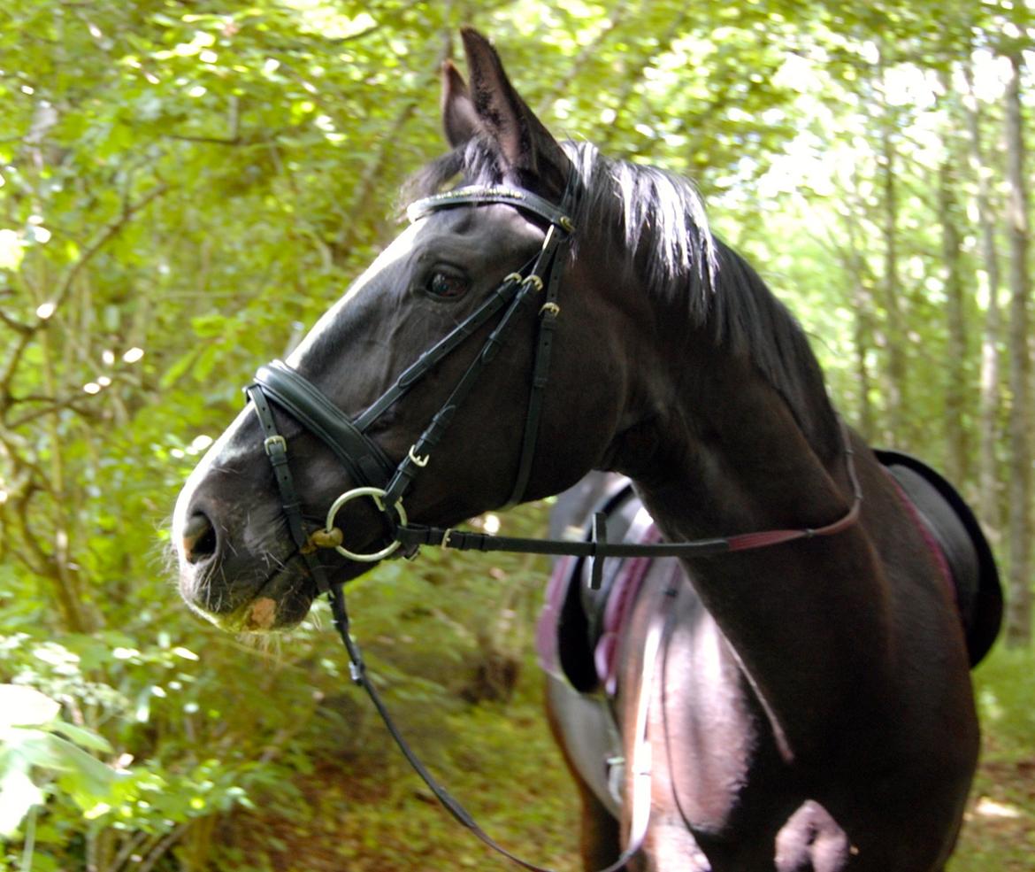 Hannoveraner Woomera billede 5