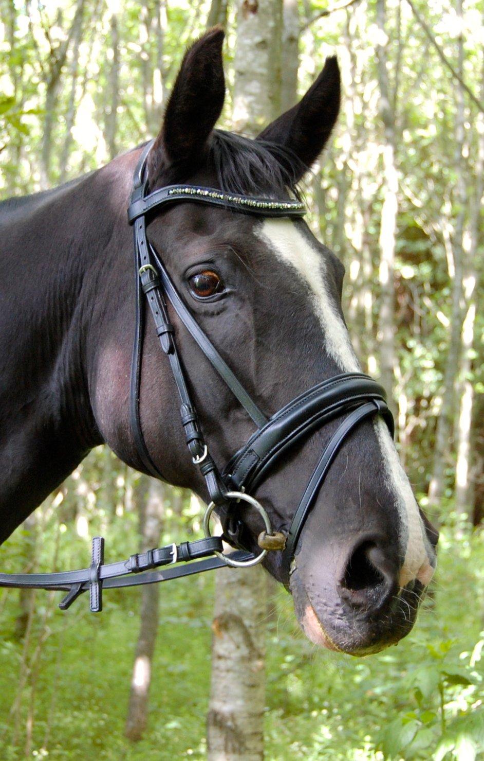 Hannoveraner Woomera billede 17