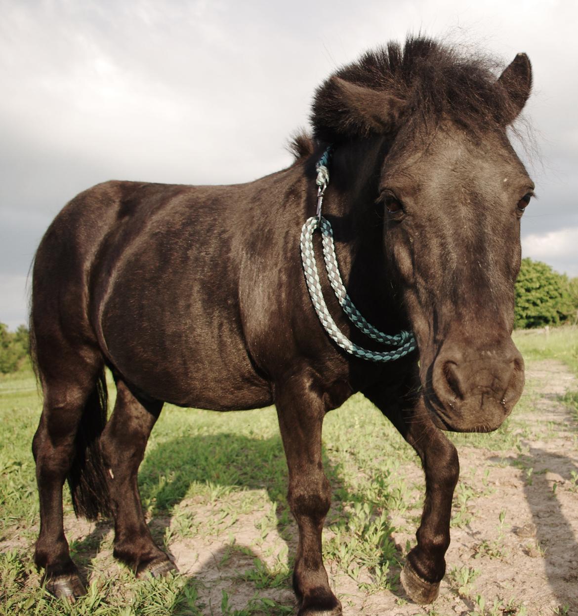 Shetlænder Constantin - Sommer 2013 billede 10