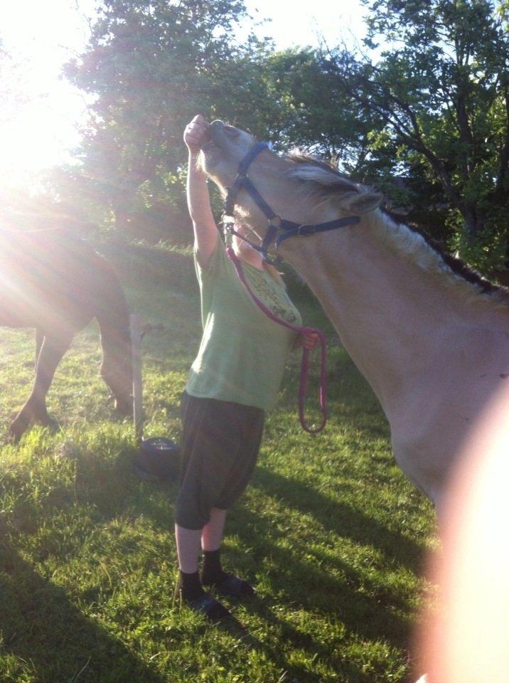 Fjordhest Karlos billede 1