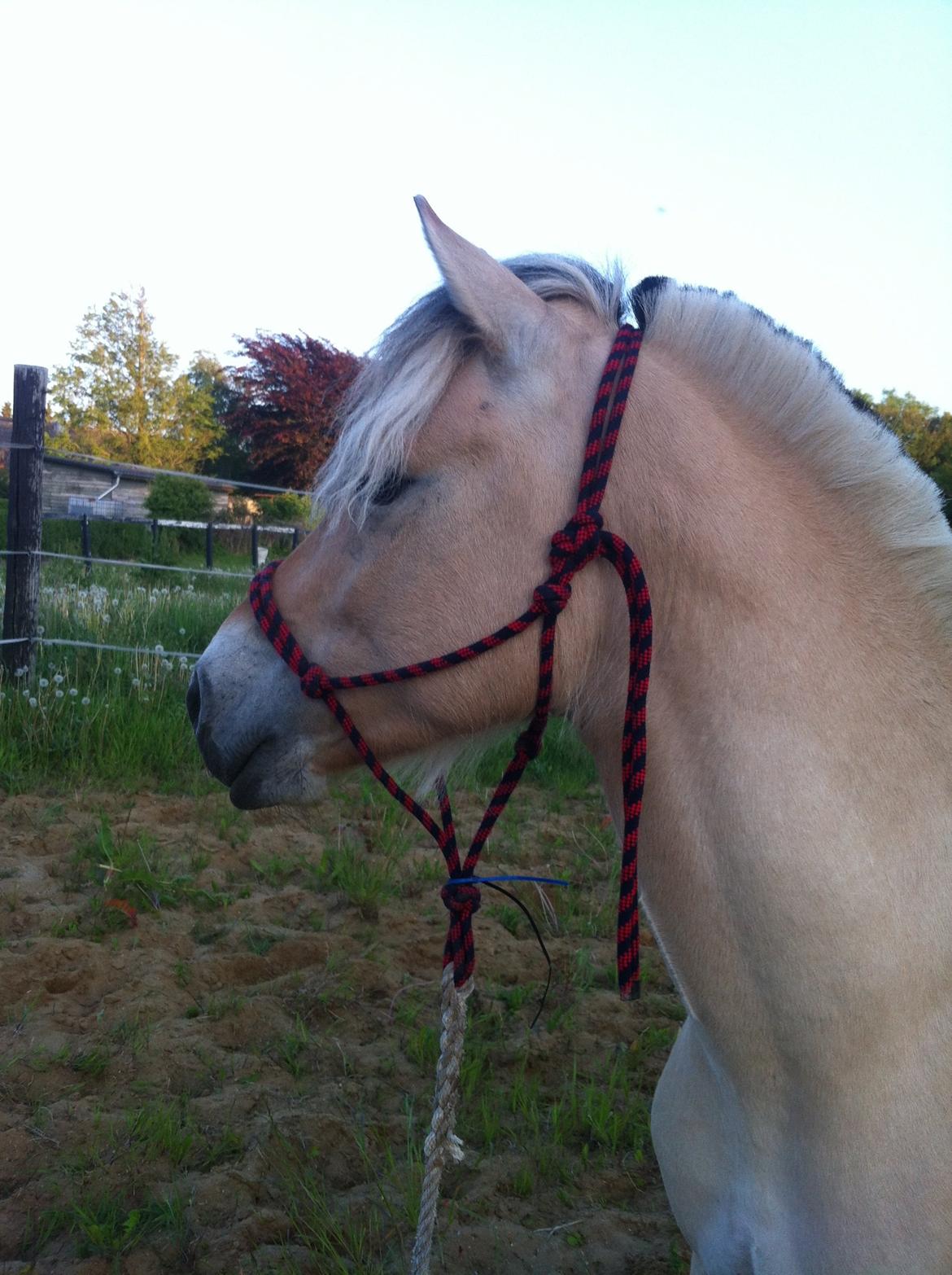 Fjordhest Karlos billede 2