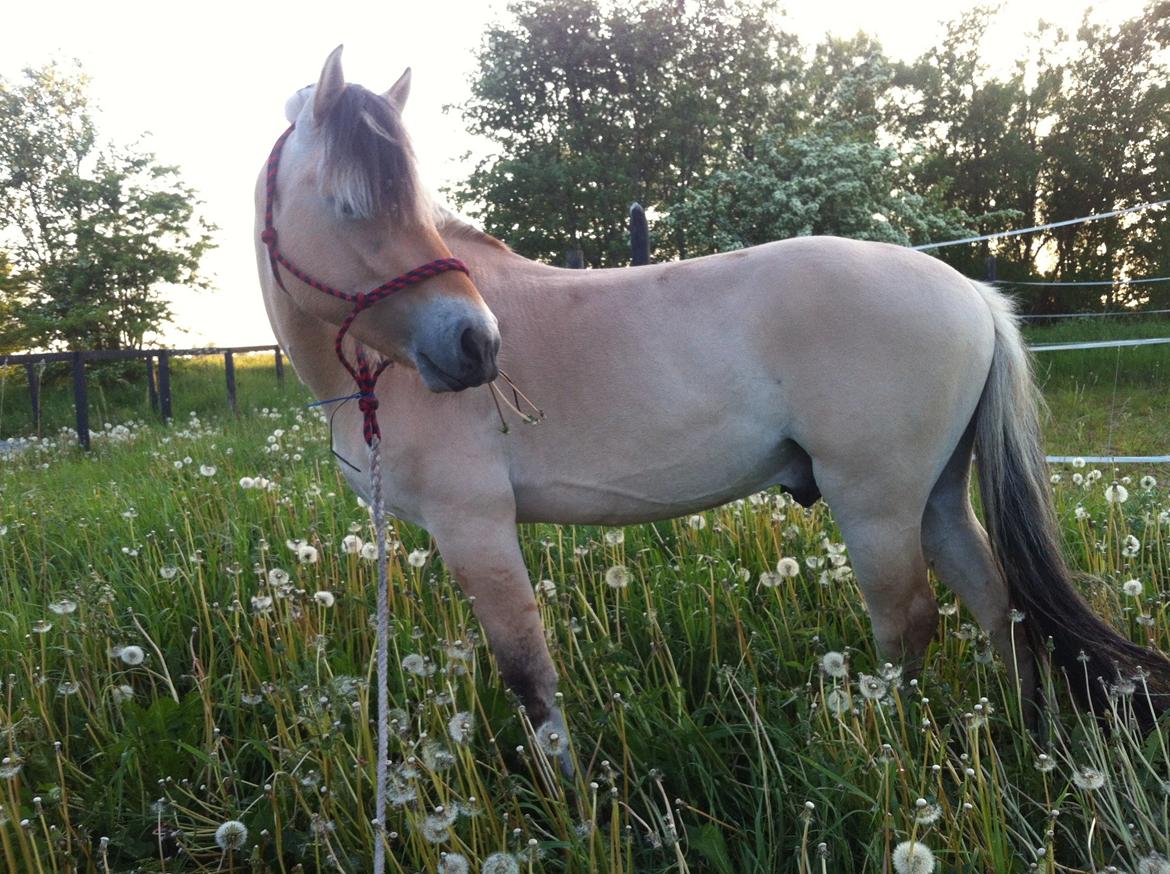 Fjordhest Karlos billede 3