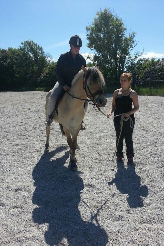 Fjordhest Karlos billede 4