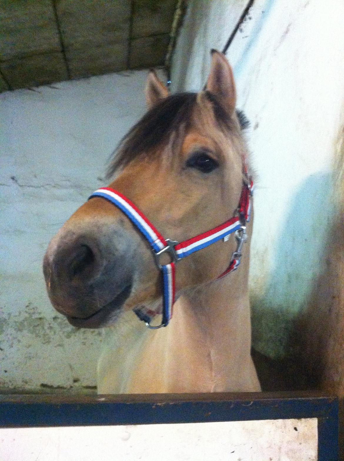 Fjordhest Karlos billede 5