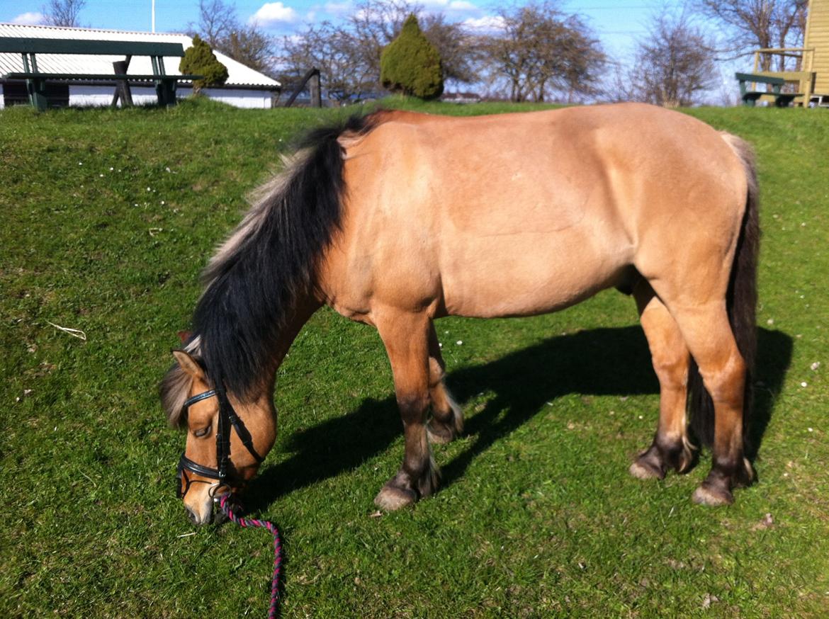 Anden særlig race Tarzan billede 2