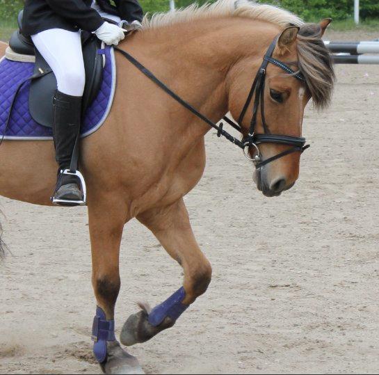 Anden særlig race Tarzan - Velkommen til Tarzan's profil :) billede 1